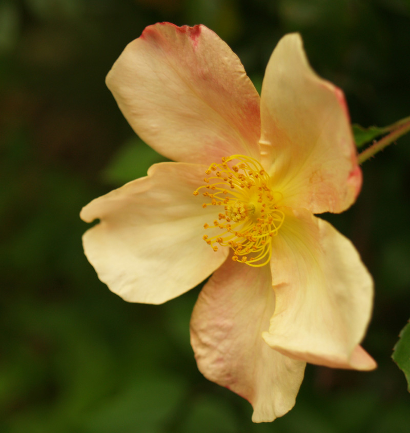 Mutabilis rose apricot flower