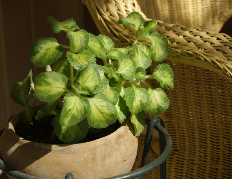 Cuban oregeno, Plectranthus amboinicus