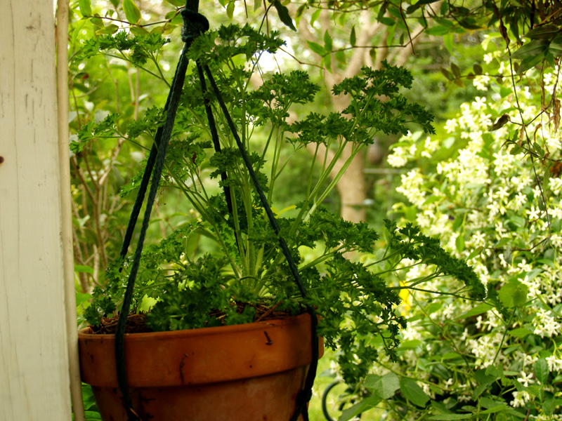 Curly parsley in pot Curly parsley in pot