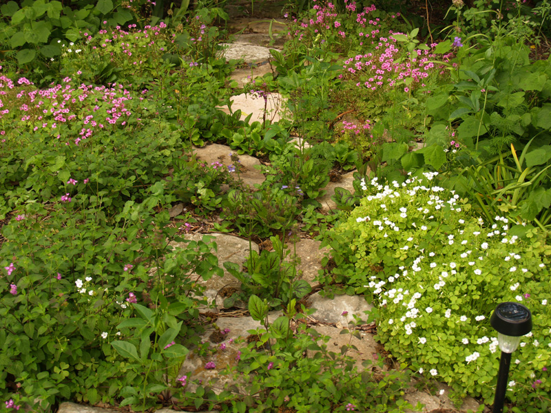 oxalis path with native plants