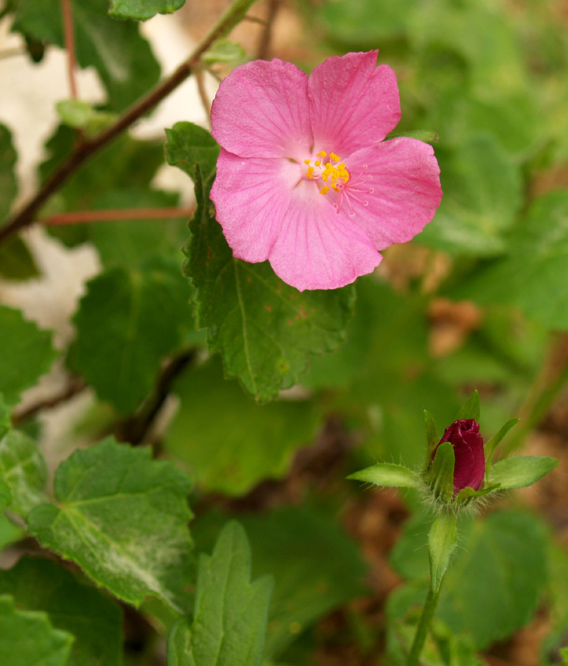 Pavonia with winecup bud