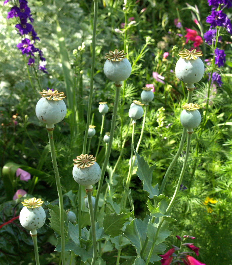 Poppy seedheads