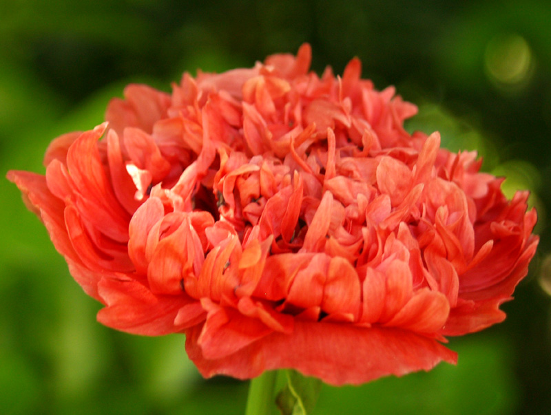Poppy Poppy