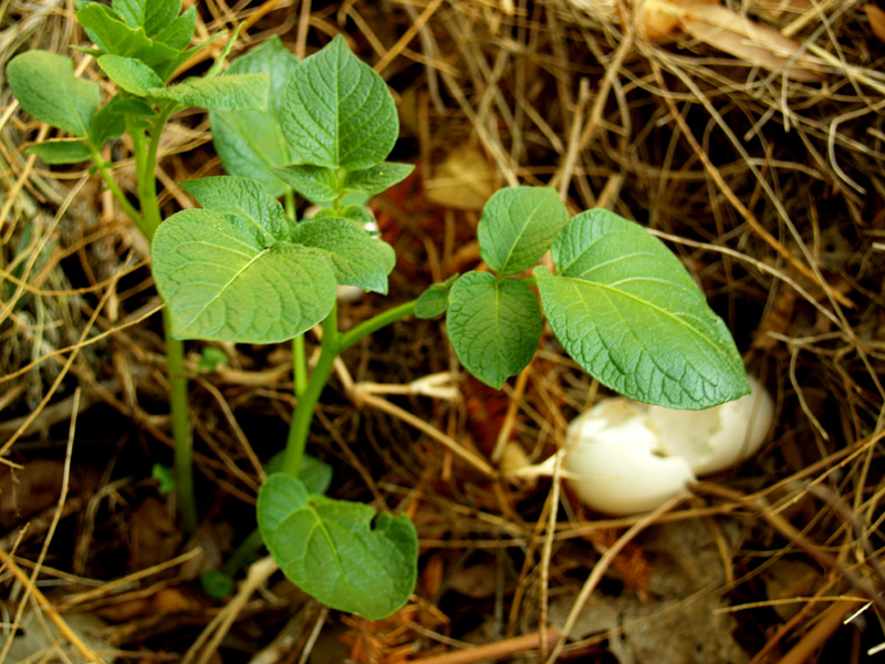 Potato in compost pile