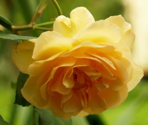 Buff Beauty rose