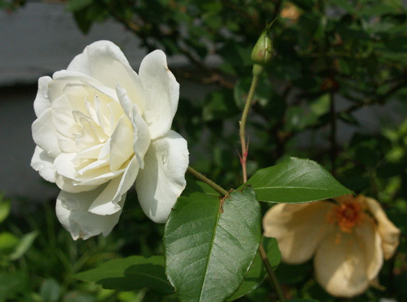 Iceberg rose with Mrs. Oakley Fisher rose