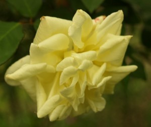 Isabella Sprunt rose
