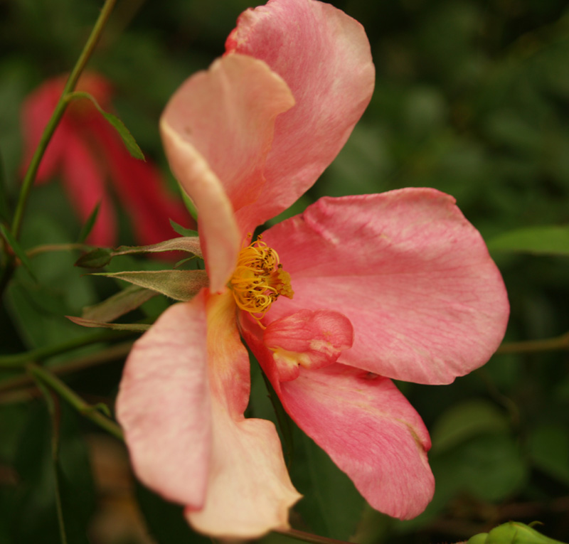 Mutabilis rose pink flower