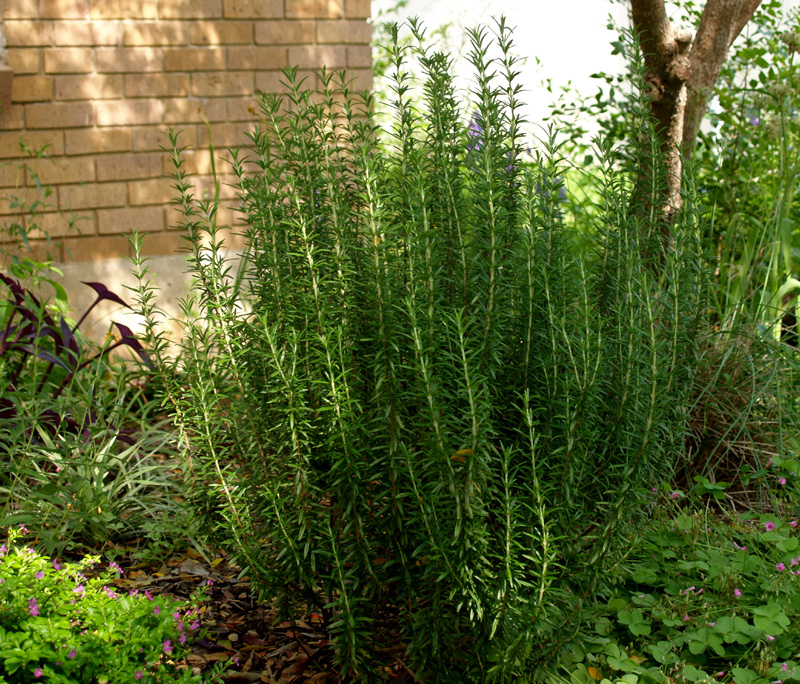 Rosemary foresteri