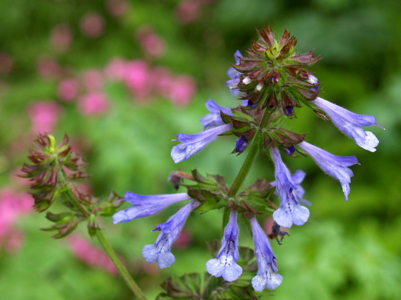 Salvia lyrata