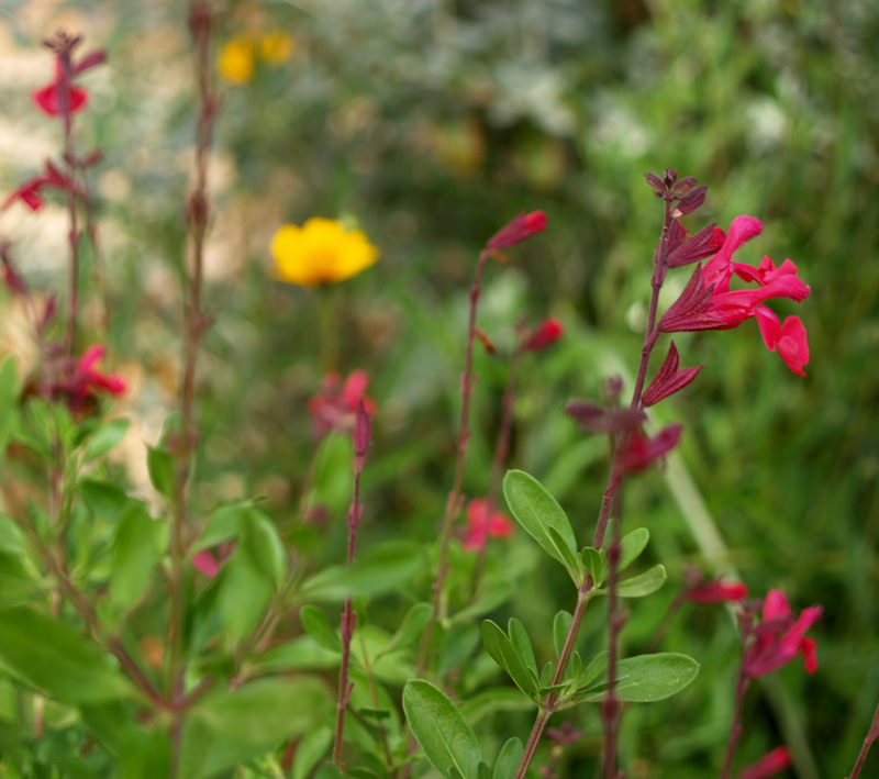 Salvia greggii and zexmenia Salvia greggii and zexmenia