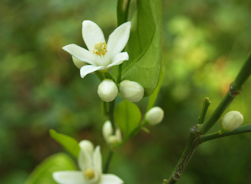 Satsuma orange flowers and buds Satsuma orange flowers and buds