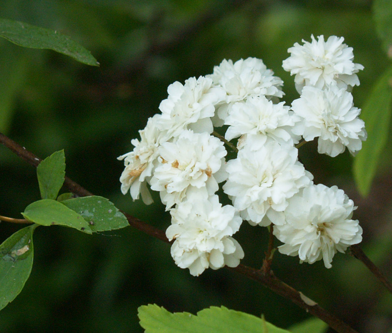 spiraea