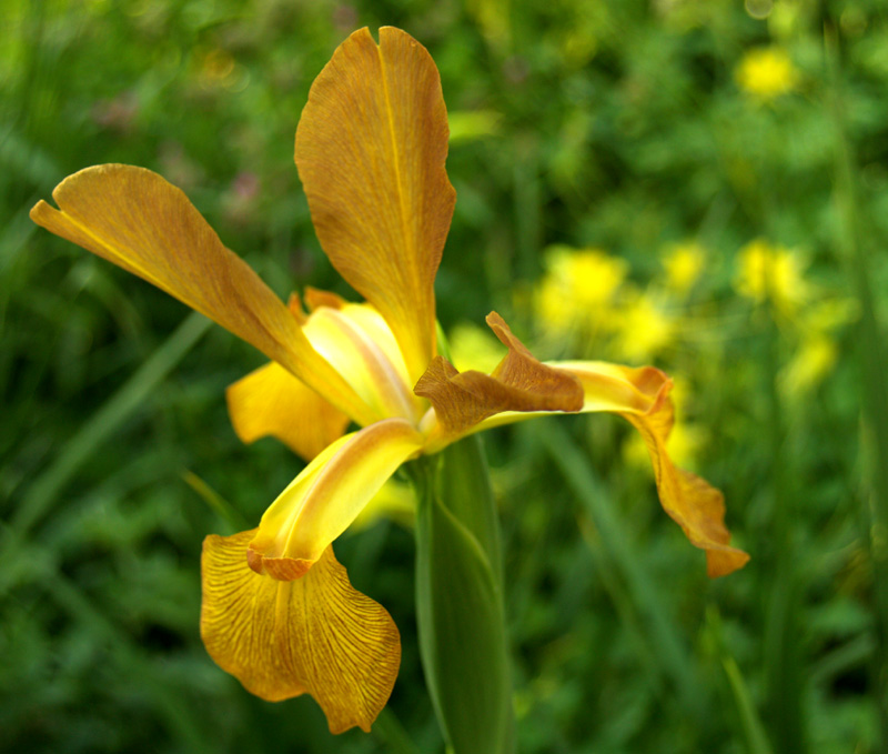 Spuria iris with columbine