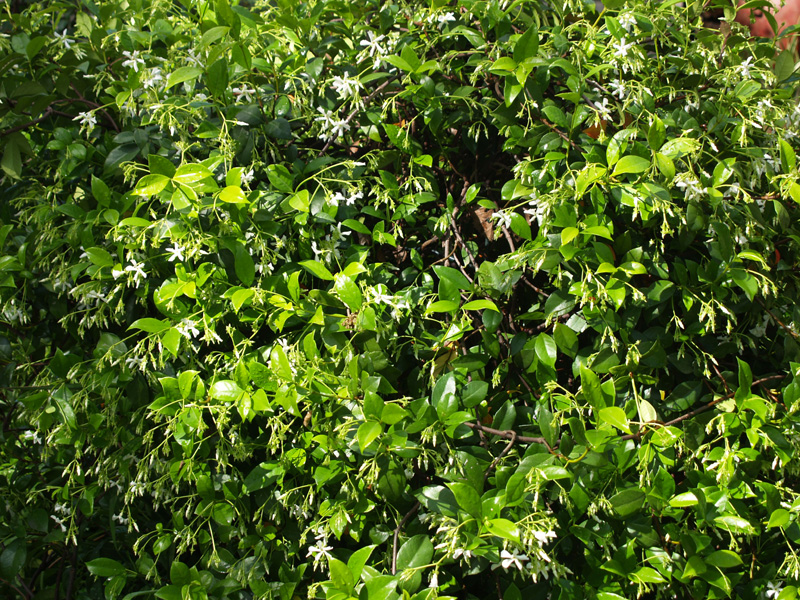 Star jasmine Star jasmine