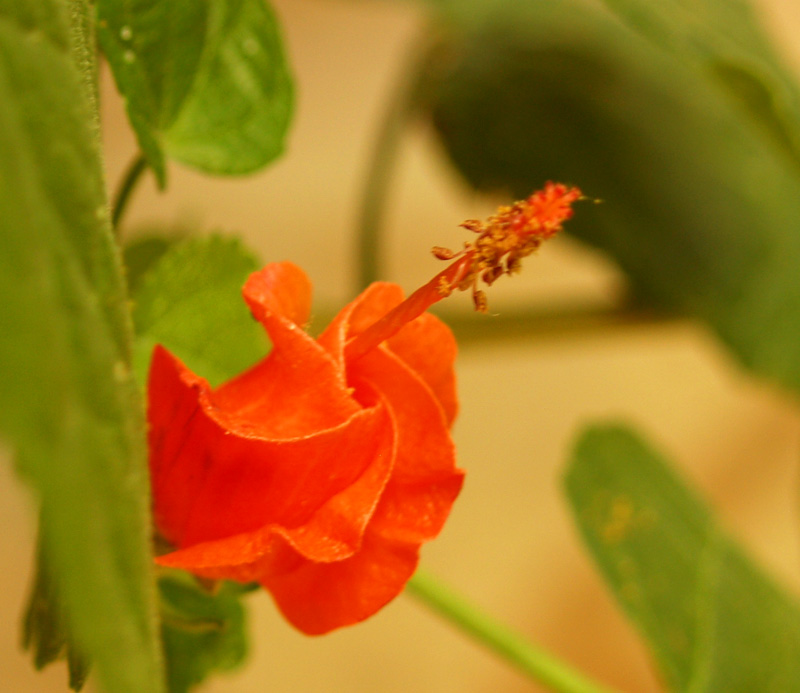 Turks cap