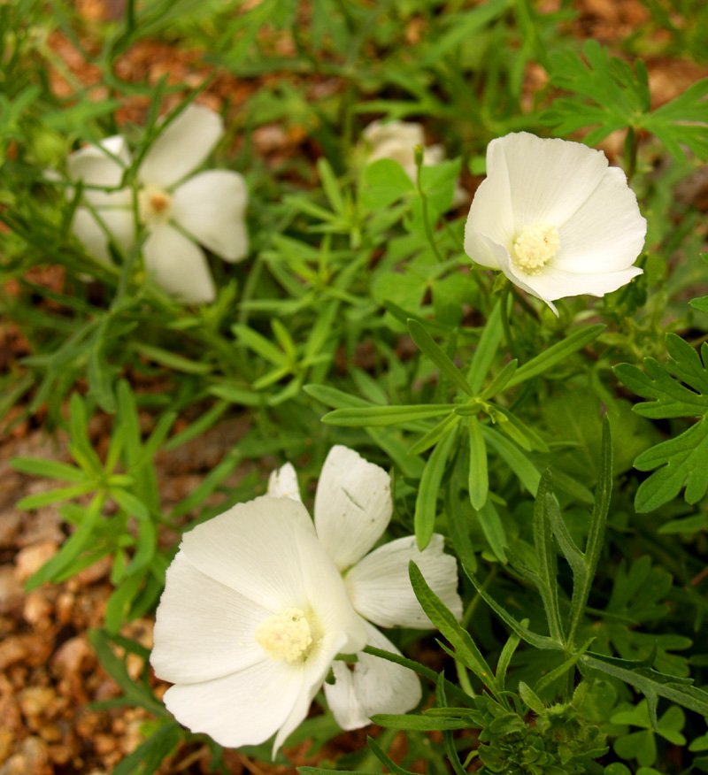 White winecup