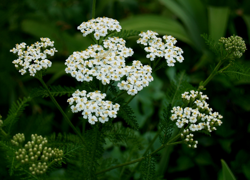 Yarrow, achillea millifolium 