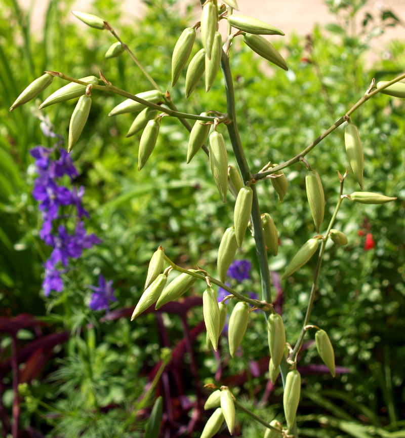 Yucca pallida buds