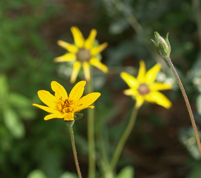 Zexmenia and Berlandiera lyrata