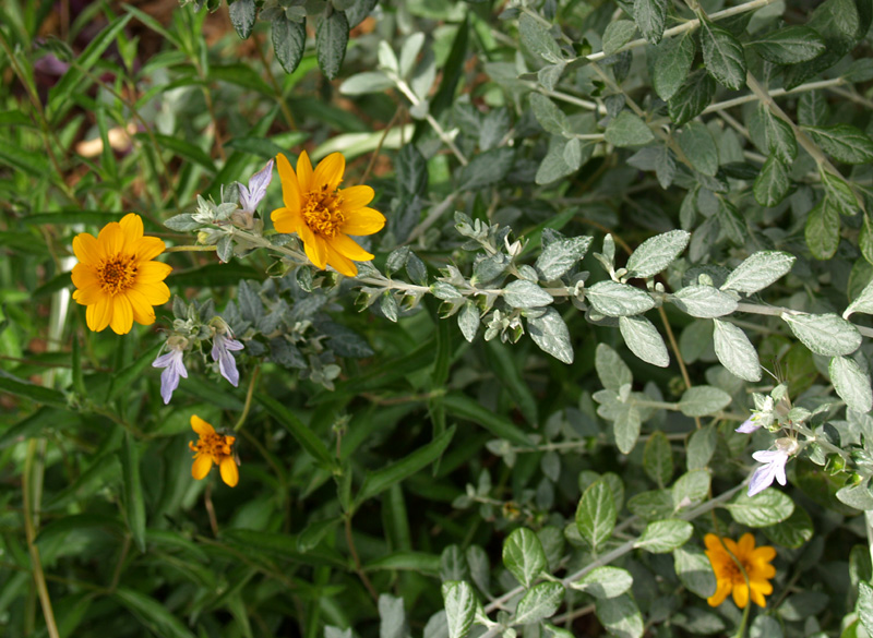 Zexmenia and silver germander Zexmenia and silver germander