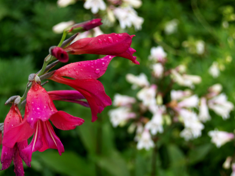 Penstemon cobaea with Byzantine gladiolus Byzantine gladiolus with Penstemon cobaea