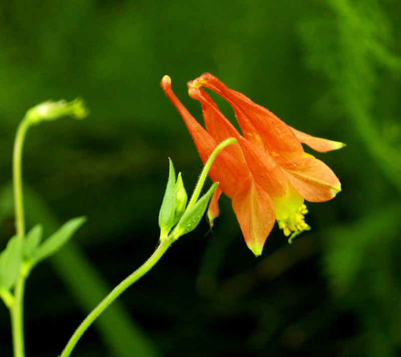 Columbine canadensis