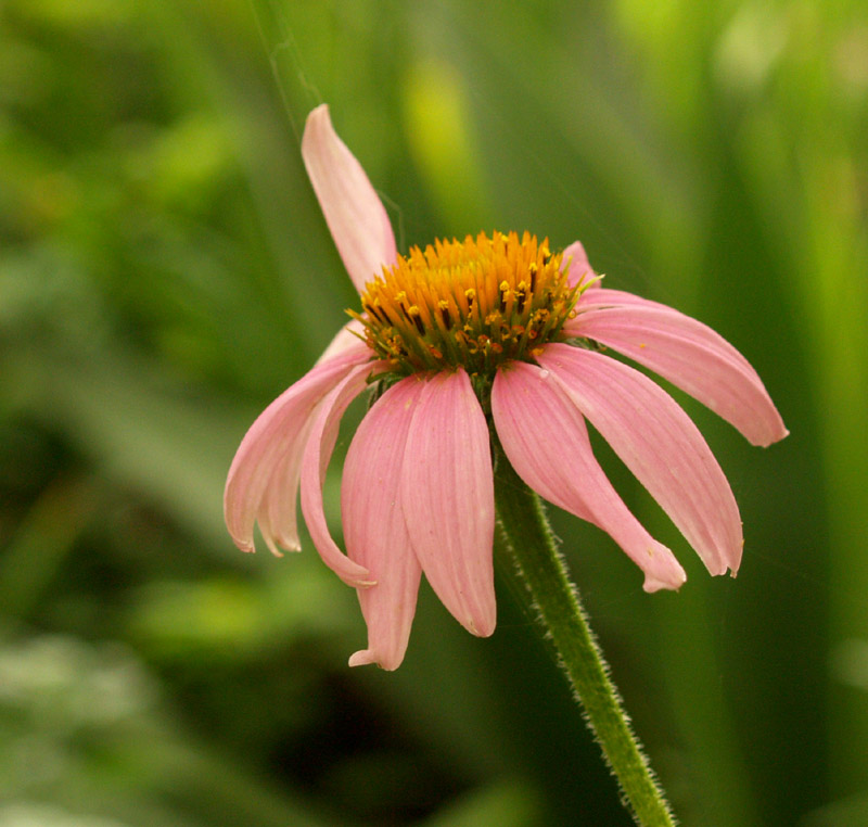Purple coneflower Purple coneflower