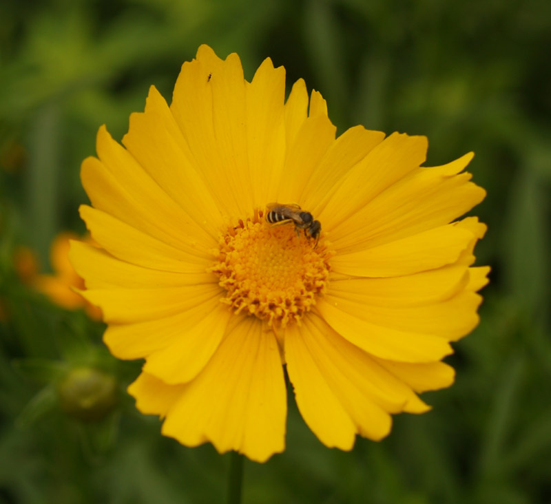 Coreopsis lanceolata