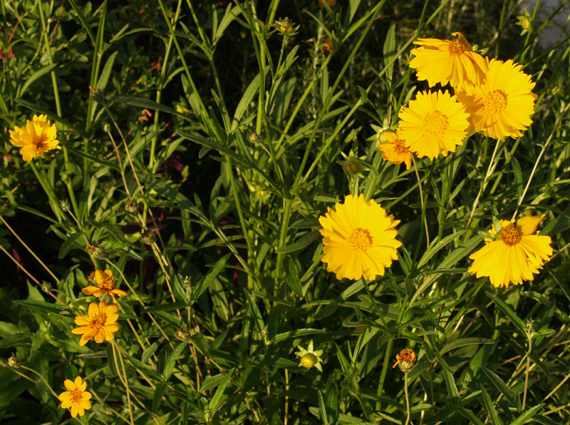 Coreopsis lanceolata and zexmenia