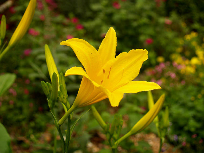 Yellow daylily Yellow daylily