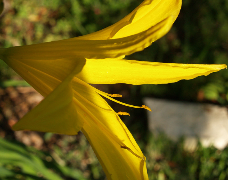 Yellow daylily