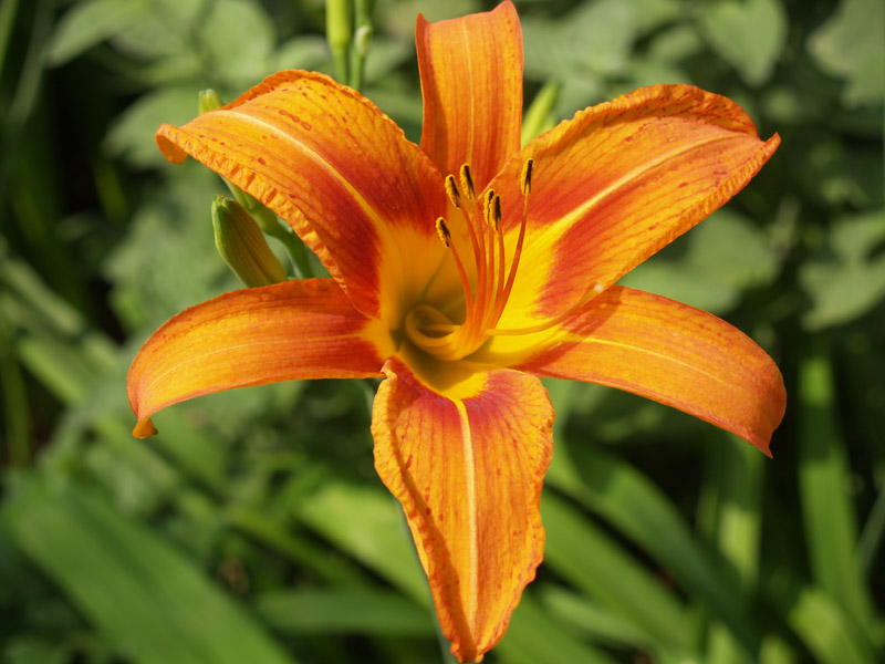 Tawny daylily