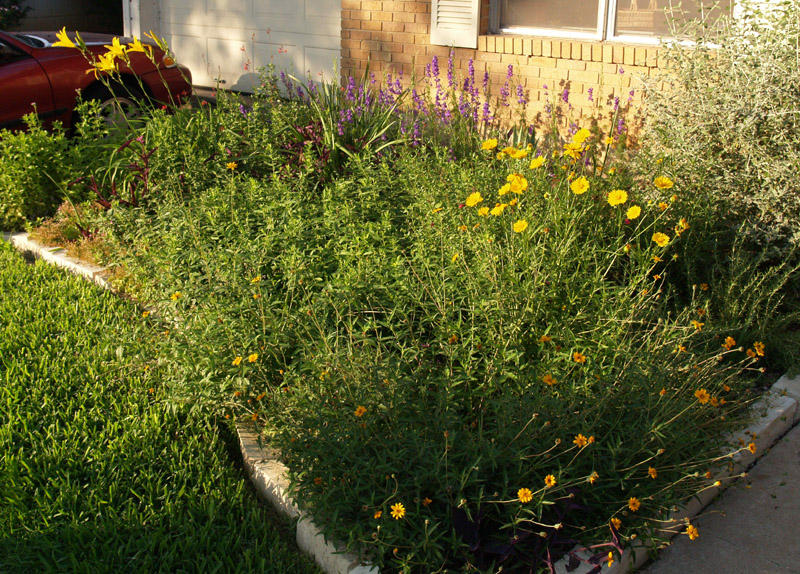 Daylily, corepsis, zexmenia