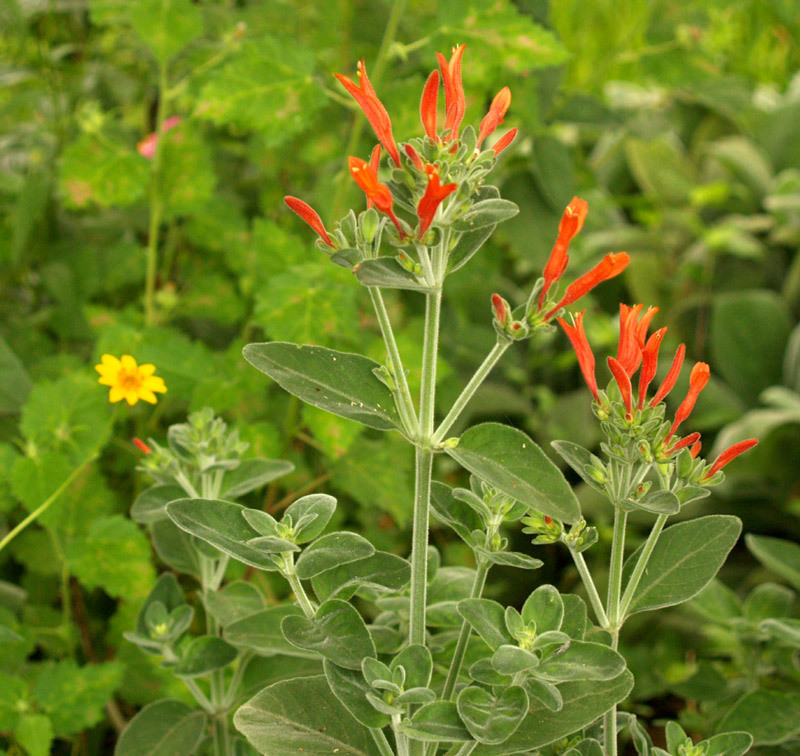 Dicliptera suberecta Dicliptera suberecta
