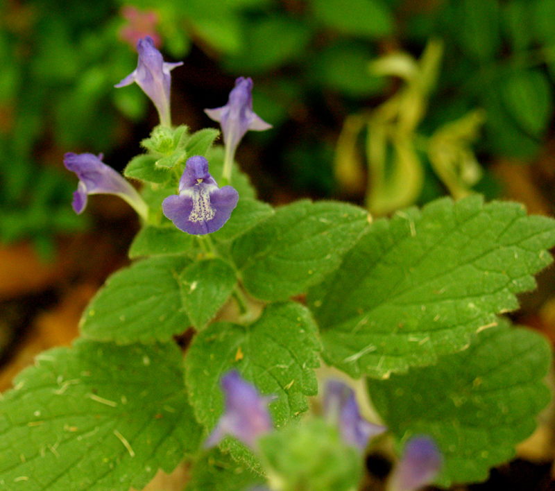 Heartleaf skullcap