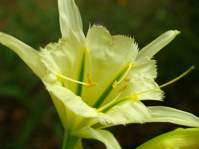 Hymenocallis Sulphur Queen 