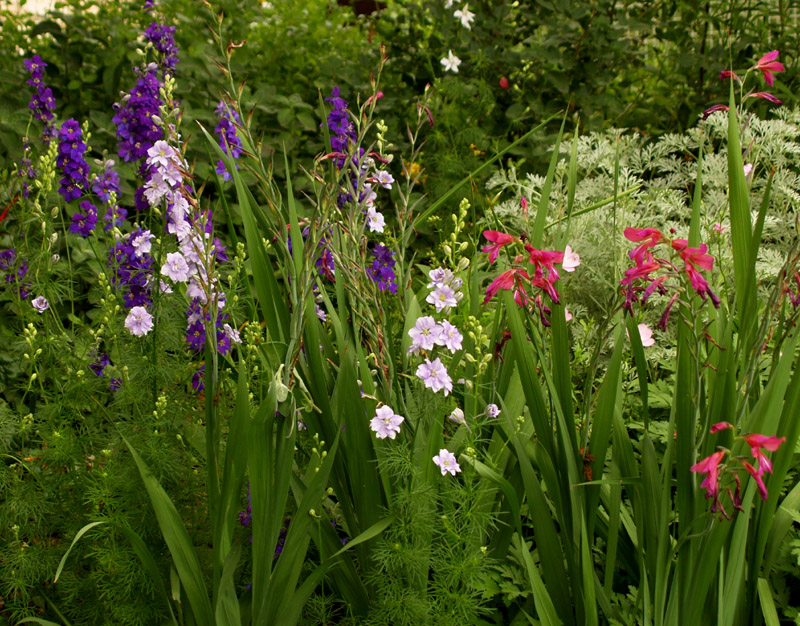 Larkspur with Byzantine gladiolus Byzantine gladiolus with larkspur
