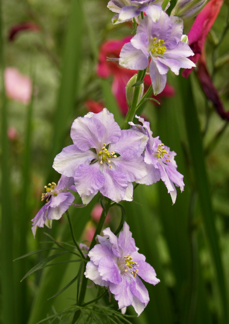 Lavender larkspur Lavender larkspur