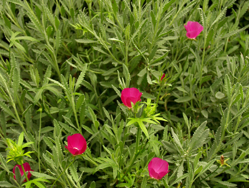 Spanish lavender with winecup Spanish lavender with winecup