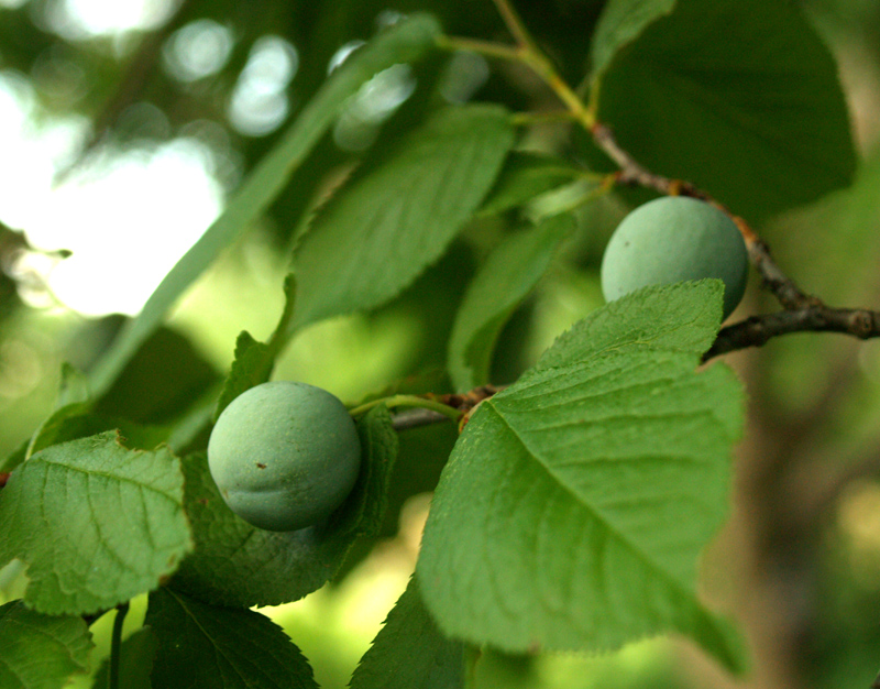 Mexican plum fruit 