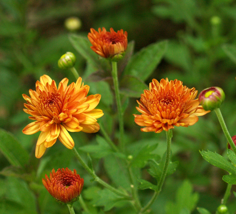 orange mums