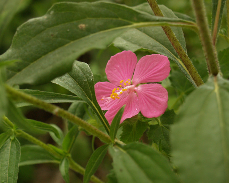 Pavonia (rock rose) under coneflower Pavonia (rock rose) under coneflower