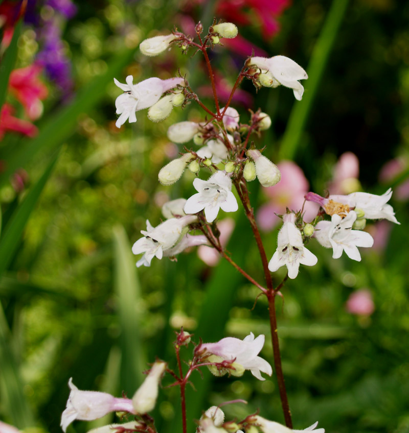 Penstemon cobaea