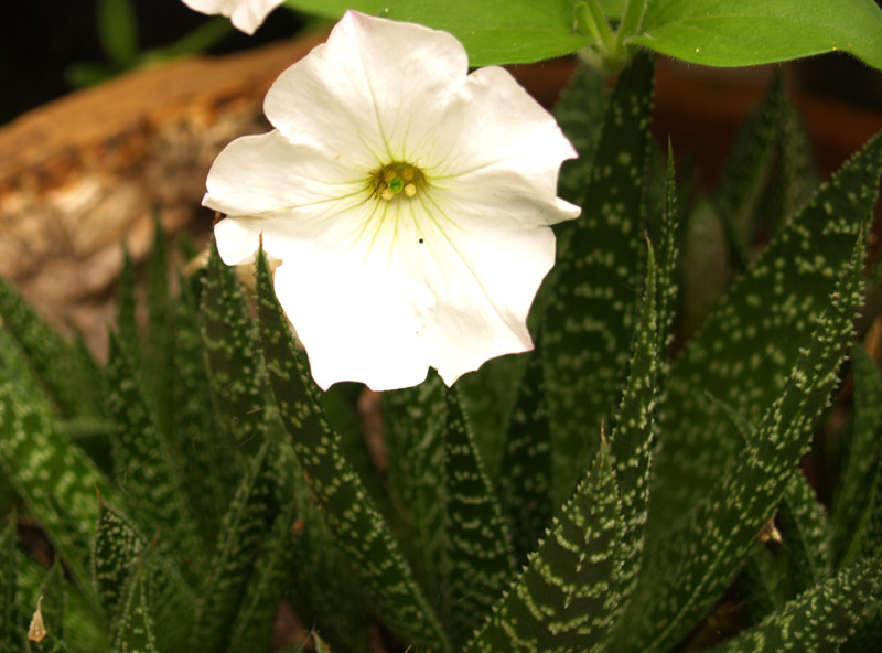 Petunia and Aloe aristata (Torch plant, lace aloe)