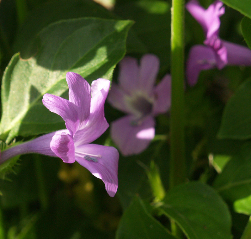 Philippine violet 