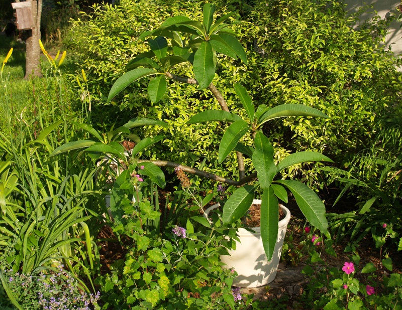 Plumeria in pot