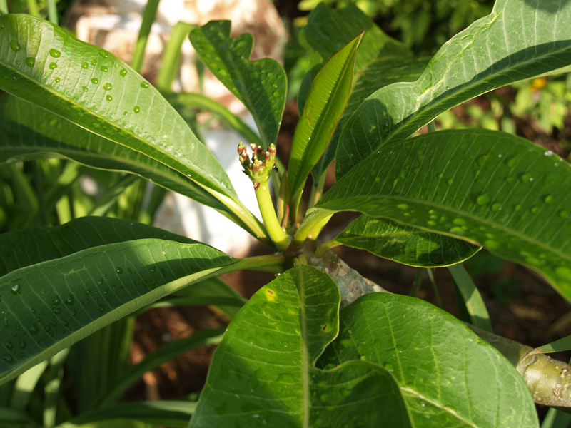 Plumeria bud