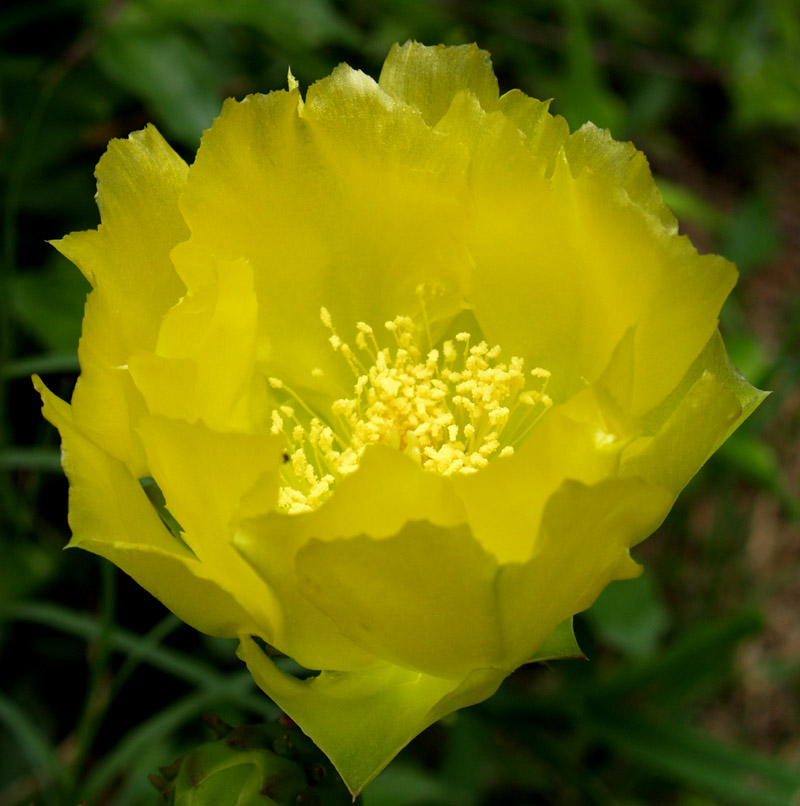 Prickly pear cactus flower