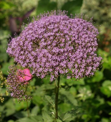 Purple umbrella plant